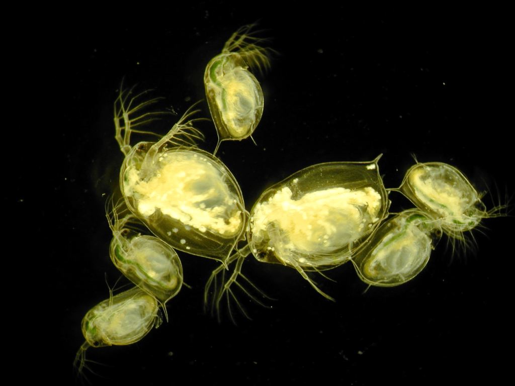 Cara Budidaya Kutu Air Daphnia