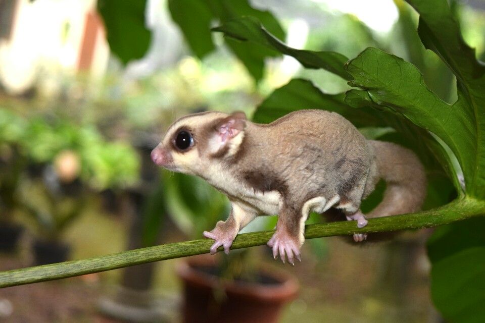 Alasan Sugar Glider dapat Dipelihara