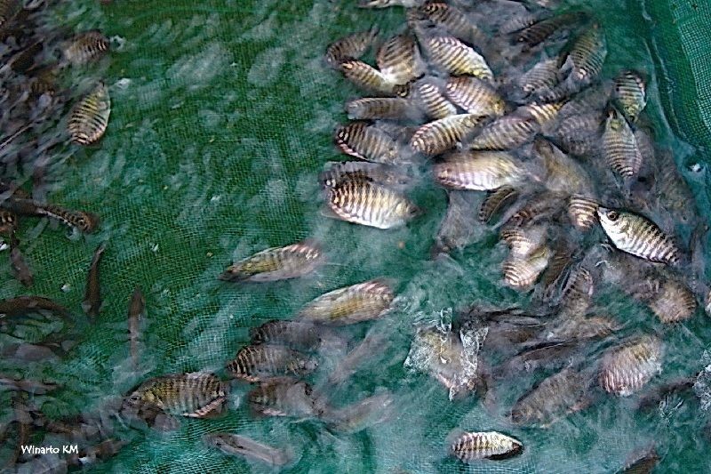 Tahapan Pembenihan Gurami Media Galon