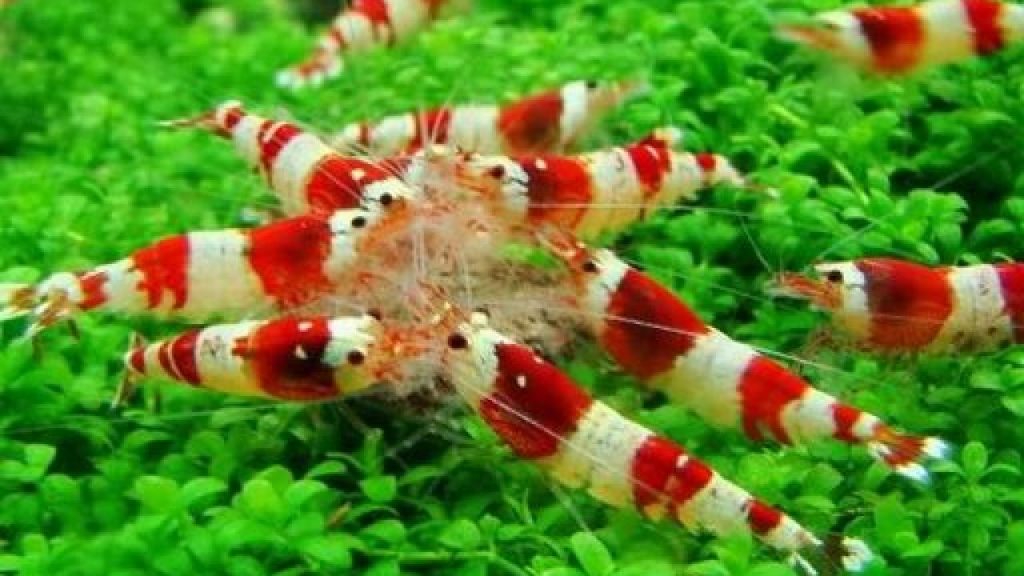 Seluk Beluk Udang Hias