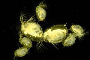 49acb5ec535222470b21ca26b767f20e