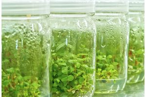 bacopa-tissue-culture