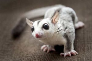 jenis-sugar-glider-2-Pinterest