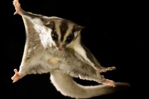 sugar glider